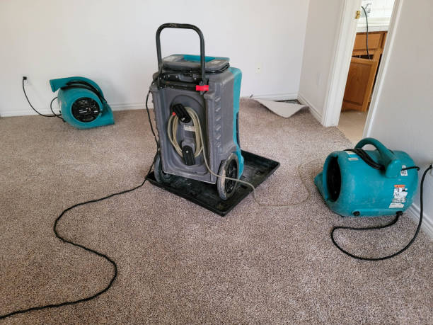 Best Mold removal after water damage  in Auburn, KY