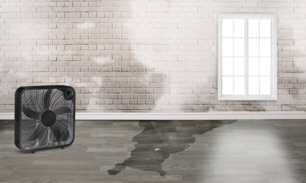Best Mold removal after water damage  in Auburn, KY